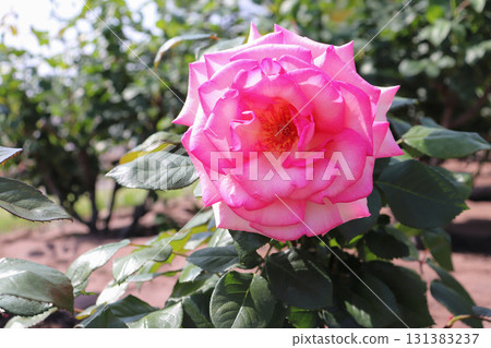 Gorgeous roses in vibrant pink 131383237