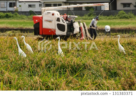 Farmers and herons harvesting rice 131383371