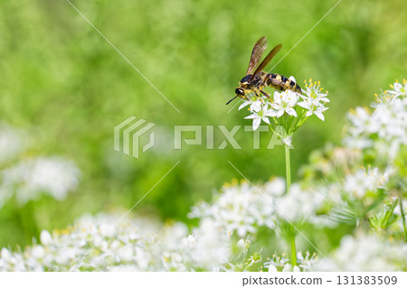 一隻巨型黃蜂停在河岸上的一朵白花上 131383509