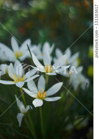 White Tamasdale flower 131383617