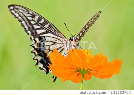 Nami swallowtail sucking nectar 131383703