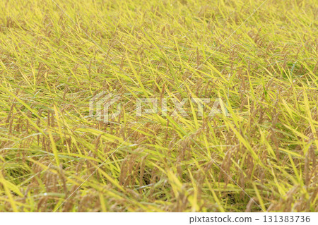Autumn rice field scenery with golden rice ears Autumn rice field scenery with golden rice ears 131383736