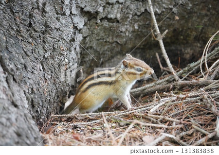 可愛的花栗鼠,耳朵直立 可愛的花栗鼠,耳朵直立 131383838