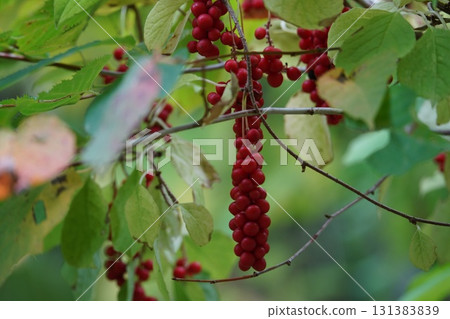 鮮紅的秋天果實：韓國五味子 131383839