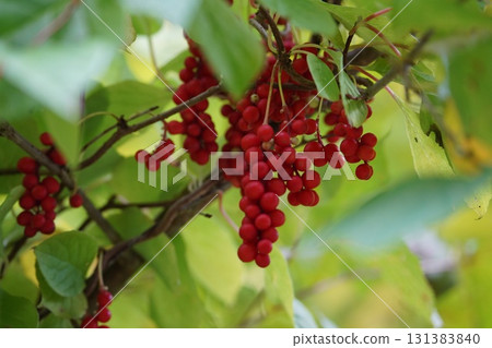 Bright red fruit of autumn: Korean Schisandra Bright red fruit of autumn: Korean Schisandra 131383840