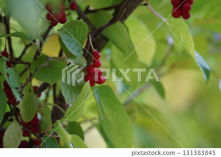 Bright red fruit of autumn: Korean Schisandra Bright red fruit of autumn: Korean Schisandra 131383845