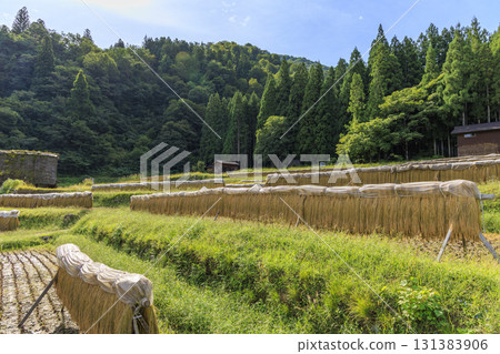 Shirakawa-go rice terraces and traditional rice planting Shirakawa-go rice terraces and traditional rice planting 131383906
