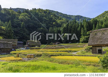 白川鄉梯田與傳統稻米種植 白川鄉梯田與傳統稻米種植 131383907