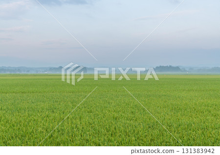 Rural landscape Rural landscape 131383942
