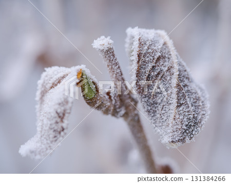 霜凍覆蓋的樹木 霜凍覆蓋的樹木 131384266