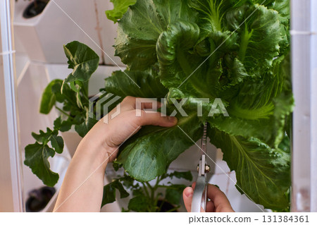 Harvesting Fresh Greens An Up Close Perspective on the Process of Cutting Fresh Lettuce 131384361
