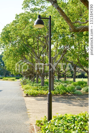 A refreshing scene where streetlights stretching high into the clear blue summer sky harmonize with the greenery of the park. A refreshing scene where streetlights stretching high into the clear blue summer sky harmonize with the greenery of the park. 131384390