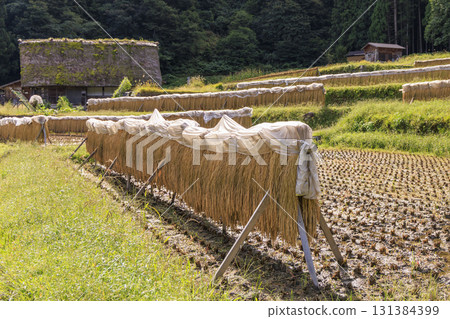 白川鄉合掌屋和稻草覆蓋的田野 白川鄉合掌屋和稻草覆蓋的田野 131384399
