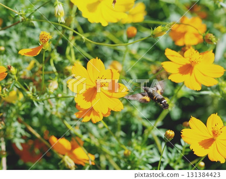 星光熠熠的天蛾的壯麗盤旋 131384423