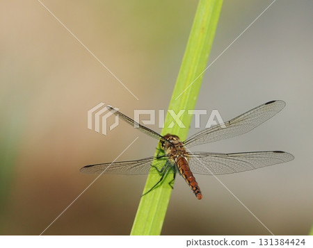 裁剪標記 131384424