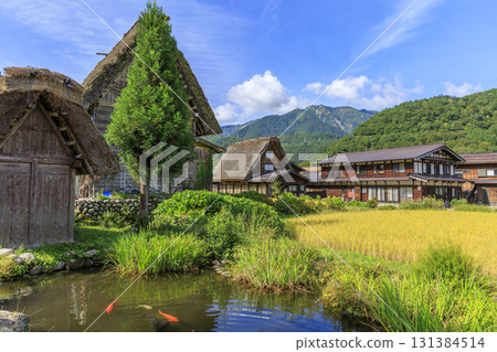 Scenery of Shirakawa-go's Gassho-style village, rice fields, and carp ponds Scenery of Shirakawa-go's Gassho-style village, rice fields, and carp ponds 131384514