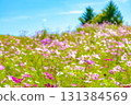 Blue skies and cosmos fields in Hokkaido 131384569