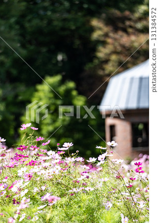 Cosmos field and autumn forest 131384572
