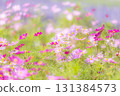 pale pink cosmos field 131384573