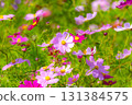Autumn cosmos field 131384575