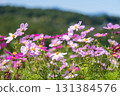 Cosmos field blooming on the mountain 131384576
