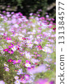 A pink cosmos field 131384577