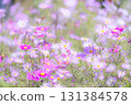 A field of pale, small cosmos flowers 131384578