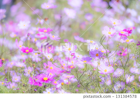 一片淡色的小波斯菊花田 131384578