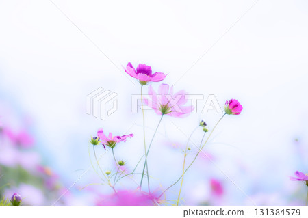 透明的波斯菊花瓣 131384579