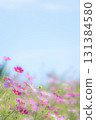 Cosmos field for background image 131384580