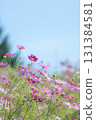 Autumn blue sky and cosmos in Hokkaido 131384581