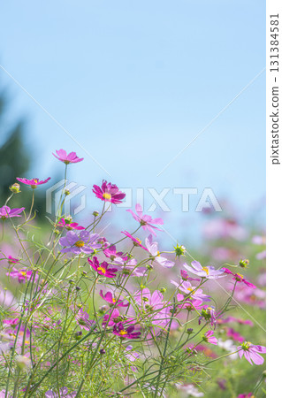 Autumn blue sky and cosmos in Hokkaido Autumn blue sky and cosmos in Hokkaido 131384581