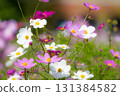 Cosmos flower and bud 131384582