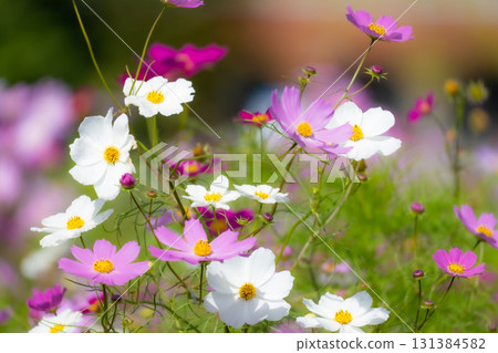 Cosmos flower and bud 131384582