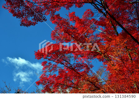 Autumn surrounded by autumn leaves Autumn surrounded by autumn leaves 131384590