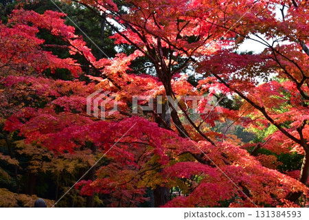 Autumn surrounded by autumn leaves Autumn surrounded by autumn leaves 131384593