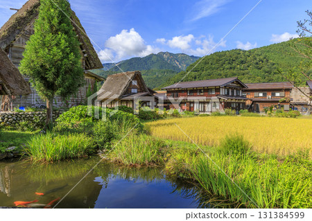 Scenery of Shirakawa-go's Gassho-style village, rice fields, and carp ponds Scenery of Shirakawa-go's Gassho-style village, rice fields, and carp ponds 131384599