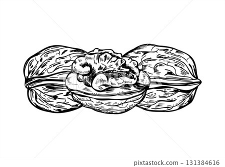 Walnuts in textured shells monochrome vector composition in graphic style. Peeled and unpeeled Walnut kernel etching drawing. Healthy snack for food packaging, autumn designs, culinary blogs Walnuts in textured shells monochrome vector composition in graphic style. Peeled and unpeeled Walnut kernel etching drawing. Healthy snack for food packaging, autumn designs, culinary blogs 131384616