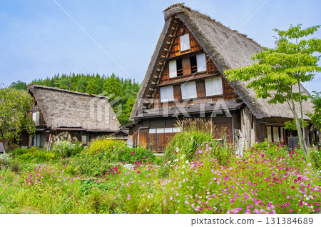 Shirakawa-go's Gassho-style village and colorful cosmos Shirakawa-go's Gassho-style village and colorful cosmos 131384689