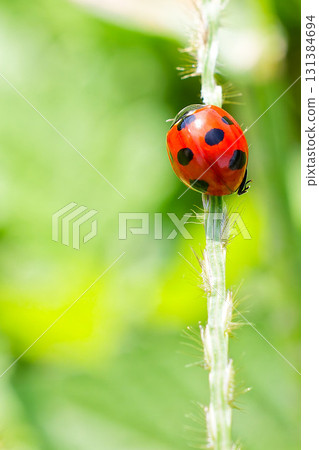 Seven-spotted ladybug, vertical position 131384694