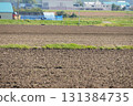 Field in Hokkaido 131384735