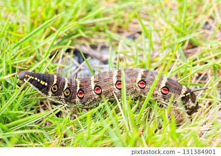 毛蟲幼蟲 毛蟲幼蟲 131384901