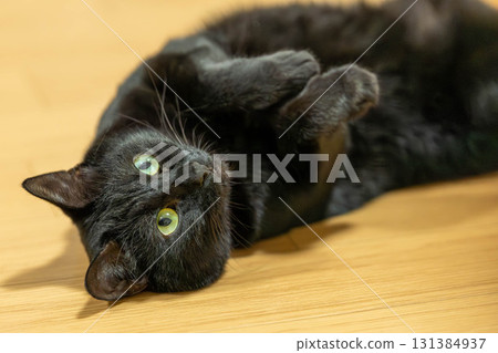 黑貓 黑貓 131384937