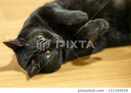 黑貓 131384939