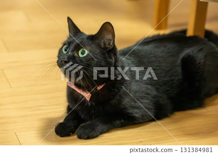 黑貓 131384981