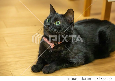 黑貓 131384982