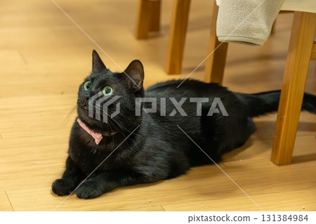 黑貓 131384984