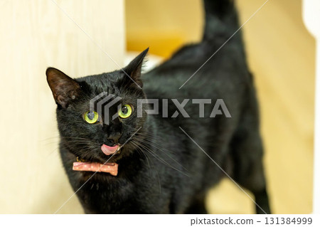 黑貓 131384999