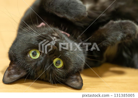 黑貓 131385005