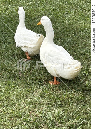 2 ducks 2 ducks 131385042